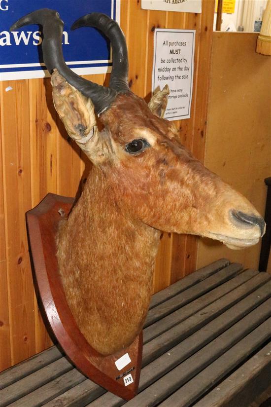 A taxidermied Hartebeeste head